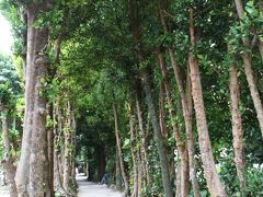 夫が見たいと言うので、美ら海水族館から移動して
「備瀬のフクギ並木」にやって来た。
ここへ来る細い道を入っていくところに、民間の有料駐車場があったけれど
その横を奥に進むと無料駐車場がある。