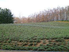 早朝札幌を出発し、赤平市、芦別市を経由し中富良野に到着
初冬のラベンダー畑