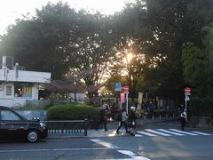 道路の向かい側には西郷山公園もあります。