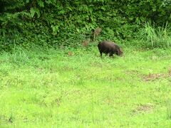 成相寺にウリボーがいました