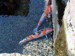 この辺りは道のわきに水路があって、見事な錦鯉が泳いでいます。
島原も水が豊かで水郷と呼ばれているんだそう。