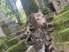 薬師寺からバスで奈良公園、東大寺、春日大社へ向かいました。

大きな目的は鹿です!
2年前に奈良公園にきてまた絶対に鹿と遊ぶぞって
決めていたので。

