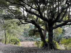 栗林公園の梅の開花状況が知りたくて（笑）

私はいつも、北門直くの駐車場に車を停めます。

受付を済ませると、直ぐに蓮池が見えます。