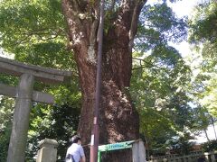 五所神社へ。見どころは御神木の楠。推定樹齢８５０年とのこと。。。