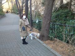 御殿山庭園、残念ながら庭園内はペット不可なので周りの遊歩道をぐるっと。歩きやすくほかに散歩しているわんこも多かったです