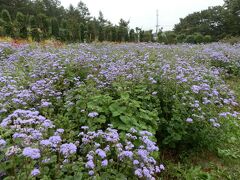 　那須フラワーワールドの奥に淡い紫色の花を見つけました。派手なケイトウ畑にあって気が休まる花でした。