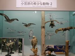 まずはビジターセンターで、小笠原についての「お勉強」。
小笠原は太平洋上の孤島なので、独自の動植物が生存しています。
その剥製がてんじされていました。

また小笠原の歴史の説明、古い写真なども展示されていて、小笠原博物館という感じでした。
無料なのでこの旅行中何度か寄りました。