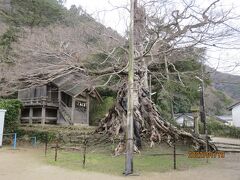 二の鳥居から歩いて命主社へ
こちらもパワースポットだそうで
社前には樹齢約1000年のムクノキが痛々しい姿
がんばれー( ｀ー´)ノ
