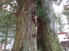 逆杉（さかさすぎ）（栃木県那須塩原市）

樹齢1500年くらいの雌雄（めおと）杉です。