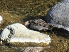 箒川で野鳥を見つけました！

コガモ（小鴨）♂
日本で一番小さい鴨。