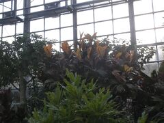 温室もあり、パパイヤやマンゴーなどの果樹類、ハイビスカスやブーゲンビリアなどの花木類、トックリヤシやタビビトノキのような観葉植物など、熱帯・亜熱帯性植物を中心に約１００種類以上の植物が展示されている。