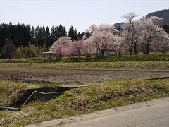 十二の桜