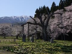 釜ノ越桜