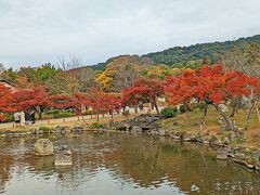 八坂神社と隣接している円山公園にもふらり～。紅葉が綺麗ですね！