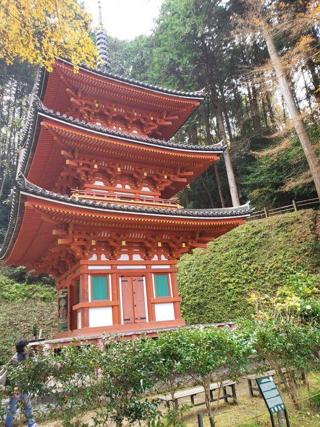 日本画 京都 岩船寺宵桜 三重塔 内田英湖