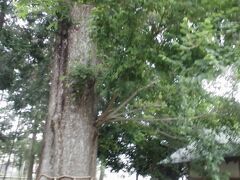 深見神社内にある神木、ナンジャモンジャの木。