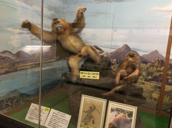 剥製 鳥 （剥製 鳥のYahoo!オークション(旧ヤフオク!)の相場
