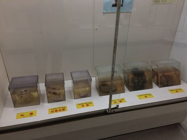 鳥取に2年半振りの帰省／展示されている動物類の剥製は約800