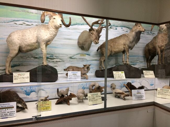 鳥取に２年半振りの帰省 展示されている動物類の剥製は約800種類 つやま自然のふしぎ館へ 津山 岡山県 の旅行記 ブログ By てくてくさん フォートラベル