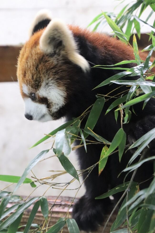 22年度年始４ヶ日の埼玉こども動物自然公園 前編 南米チリにお嫁入り前のレッサーパンダのみやびちゃんは室内展示 カピワラ広場や中央売店 東松山 埼玉県 の旅行記 ブログ By まみさん フォートラベル