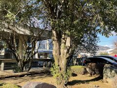 昼食後、桐生駅前に戻ってきたので、まだ少し時間がありました。
Ingressのミッションをするために桐生駅周辺を少し散歩。
ここは、市役所です。

この木が木犀なのかな？