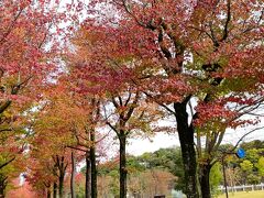 アメリカ楓通り(旧県庁横)