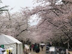 弘前公園へやってきました。
桜も人も賑わっています。
独身の頃に旅して印象に残っているいくつかの場所をいつか家族と再訪したいとリストアップ（頭の中で）しているのですが、ここ弘前城の桜まつりもそのうちの1つだったのでこうして来れて嬉しい♪