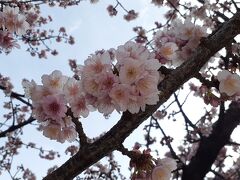 熱海プリン近くのあたみ桜が満開でした
有名な熱海プリンは長蛇の列だったので諦めました
(このあと、思わぬところで熱海プリンと再会します)