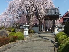 慈雲寺から10分程歩き、周林寺に到着しました。こちらのぼんぼり桜も満開でした。