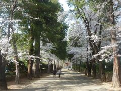 塩山駅に到着後、バスで恵林寺に移動しました。こちらは、桜の名勝ではないですが、良い感じに桜が咲いていました。