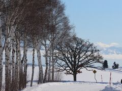 札幌や道央は今年は大雪で現在は積雪１ｍに迫っています。同じ北海道でもここは５０ｃｍ強です。地域差が大きいですね。葉がすっかり落ちた木々ですが、冬の寒さに耐えてしっかりと立っています。