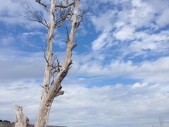 立ち枯れの樹木が絵になる、島の西側のプライベートビーチへ行く道すがら。
