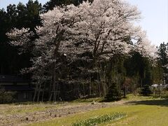 草岡の大明神桜