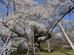 殿入桜