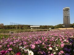 ５＜浜名湖ガーデンパーク＞
「浜名湖ガーデンパーク」は、静岡県営のフラワーパーク。無料で四季折々の花が楽しめます。なでしこのおばあちゃんちで一晩泊まらせてもらうリンちゃんは、お土産を買うためにここには寄らず、舘山寺を目指しました。リンちゃん、律儀でいい娘だ。
※浜名湖ＧＰ　http://www.hamanako-gardenpark.jp/parkmap/