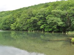 蔦沼到着。旅館からは10～15分程度で、木陰を歩くので日差しはありませんが、沼の周りは日がガンガンに当たって暑いです。湿気も凄い。紅葉の時期はとても良さそうです。