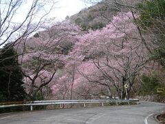 　広島城から約28kmの灰が峰展望台に向かって走って行く途中、灰ヶ峰展望台から約4km手前の格子屋根休憩所から約700m先の荘山田 展望台までの道路は、染井吉野や枝垂れ桜、八重桜などが咲いていて素晴らしかったです。夜景の綺麗な所として知られていますが、桜もいいですよ。