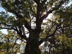 ホテルから霧島神宮へ向かいます
途中日本一の巨樹に寄り道
