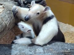 お母さん美人。
長い舌を出すと、何今の？気持ち悪いと後ろから声が聞こえて。は？どんな風に育てられたお嬢さんなんだかと親を想像してしまう。アリクイを知らずに育っても気持ち悪いとは。今はそんな時代なのでしょうか。かわいいと飼い、こんなはずじゃなかったと手放す。