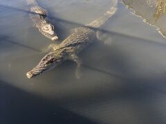 大正期に日本で初めてワニの飼育を始めたという「鬼山地獄」