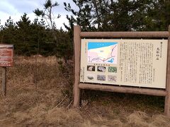 遂に鳥取砂丘に到着！鳥取砂丘日本海に広がる美しい海岸砂丘で、観光できる砂丘として日本で最大級の広さを誇っています。風の強さや方向、自然の力によって絶えず形を変えています。（とっとり旅の生情報参照）。1955年（昭和30年）に国の天然記念物に、2007年（平成19年）に日本の地質百選に選定されました。（wikipedia参照）サンドボードやパラグライダー体験で思いきり汗をかいたり、心落ち着くヨガ体験でなどが出来ます。特にらくだ乗り体験は異国情緒に溢れた感覚にさせてくれます。（鳥取市観光サイト参照）