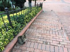 軍事博物館から３分ほど歩くと、今度はマチカ公園があります。
ここ、猫好きな方にはお勧めです！ほら、もう階段では数匹の猫がお出迎えをしています。階段の脇にはスロープがありました。