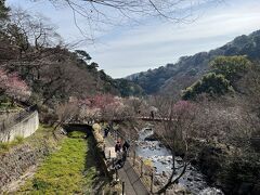 梅園の真ん中を流れる渓流