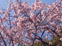 桜の一種らしい。寒いのに頑張っていました。
上野動物園は閉鎖中ですが、結構な人でです。