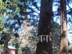 天狗の腰掛け杉　高尾山の杉並木の中の一本で、天狗様が杉の枝に腰掛けて飯縄大権現の霊域を守っています