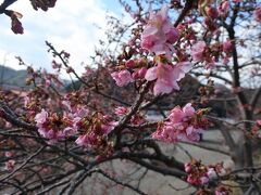 その中でもちょっと開花が進んでいる桜を撮ってみる
一応桜まつりっぽい画像きーぷ！