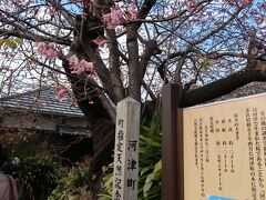 今や全国区となった「河津桜」の原木がこちらの木です
県道沿いにあって､排ガスの影響で枯れたりしないのかなぁ…とちょっと心配