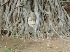 ワットマハタート
アユタヤのガイドブックに必ず掲載されている木の根に取り込まれた仏像の頭部で、もっと大きい物と思っていたが予想外の大きさであった。アユタヤへ来たーっ！て感じる所であった。