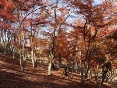 続いて、修善寺自然公園もみじ林へ。
入場無料ですが駐車場300円かかります。