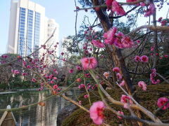 新高輪プリンスを通り抜け日本庭園へ。
梅が咲き始めて春の訪れ～♪
奥に見えるのがさくらタワーです。